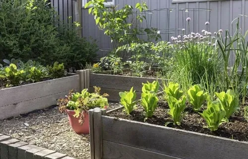 Wooden raised garden beds with lettuce and other plants
