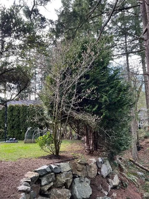Photograph of the northwest portion of the rear yard