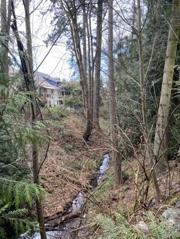 Photograph looking northwest into the wooded covenant area