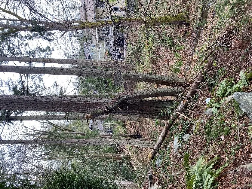 Photograph looking northeast into the wooded covenant area showing a small water channel