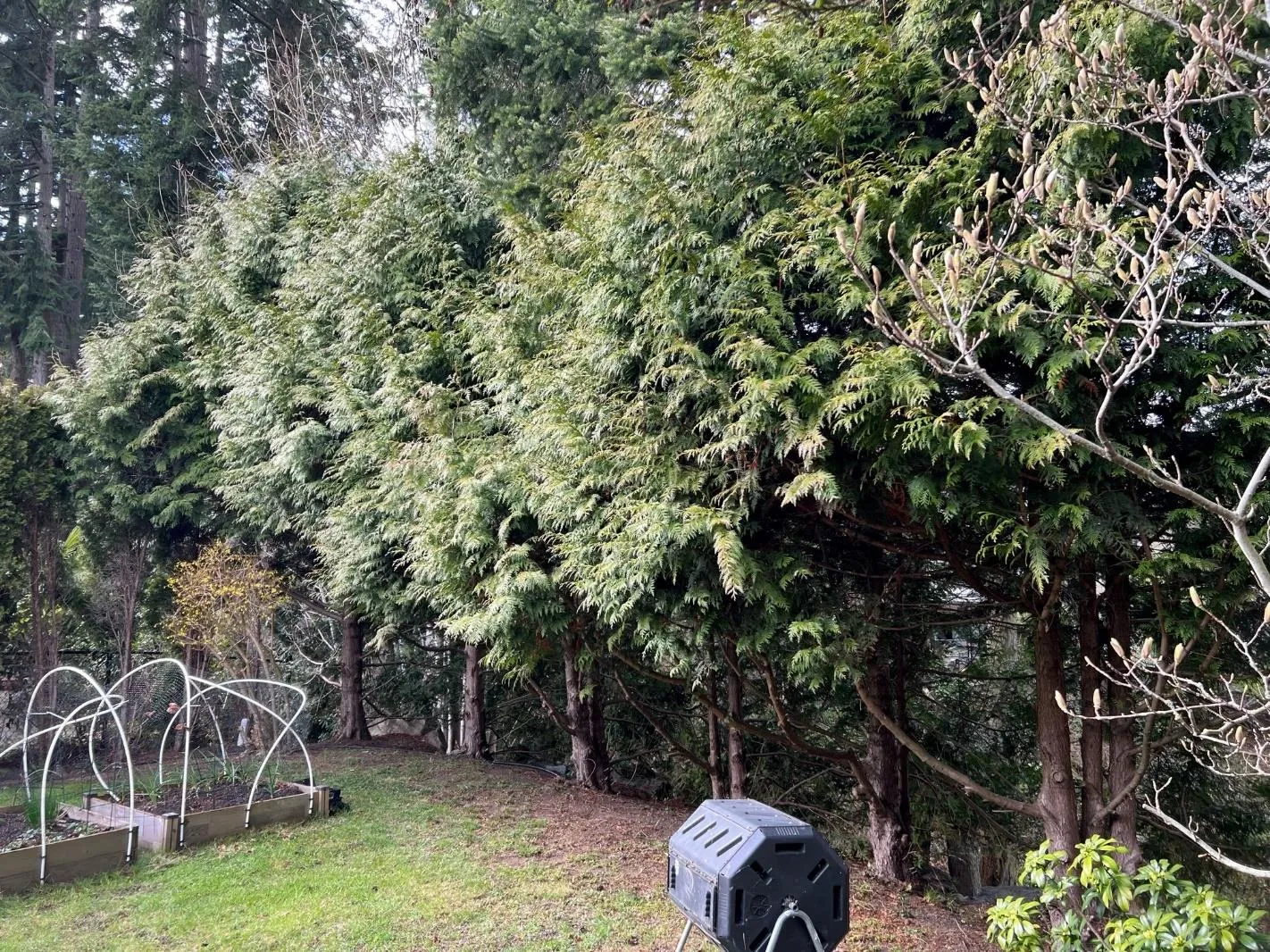 Photograph of the cedar hedge slated for removal in the rear yard