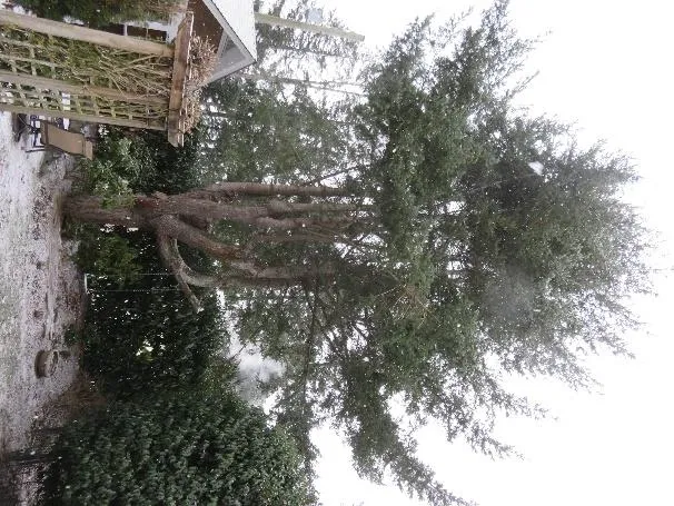Tree #1 - overall view from patio