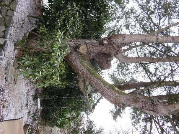 Tree #1 - base of trunk with rock retaining wall and patio area