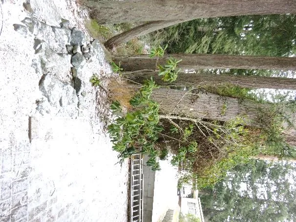 Tree #1 - upper trunk section