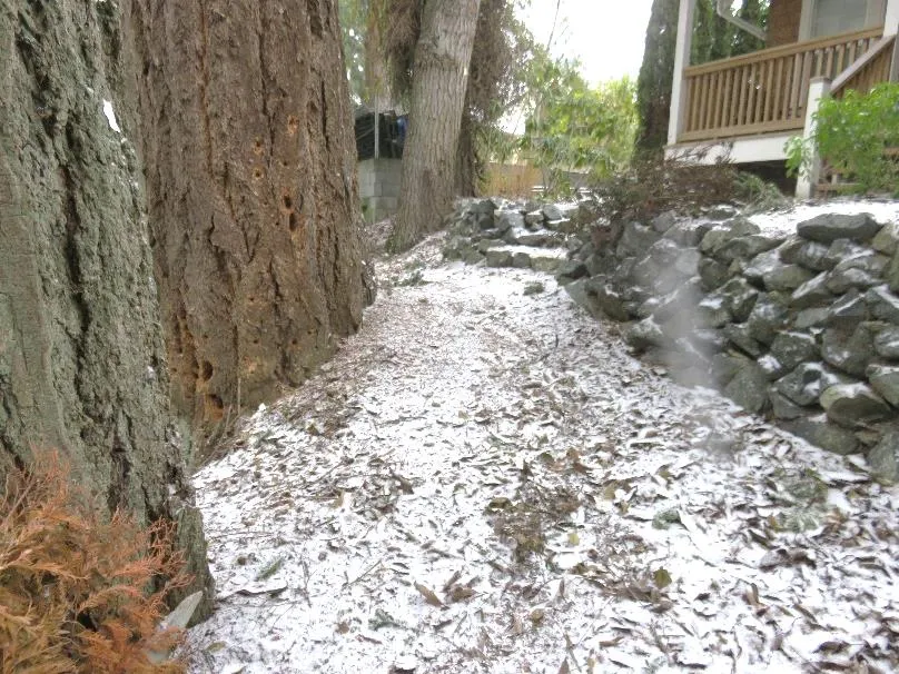 Tree #1 – Fungal activity in pruning wound