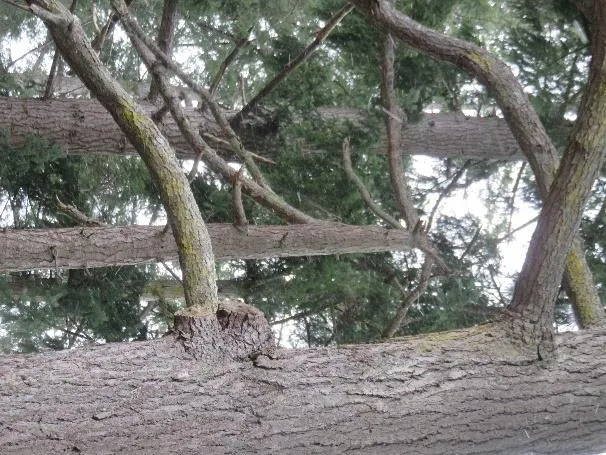 Trees #3 - #6 & H1 - overview of the tree group and hedge from driveway