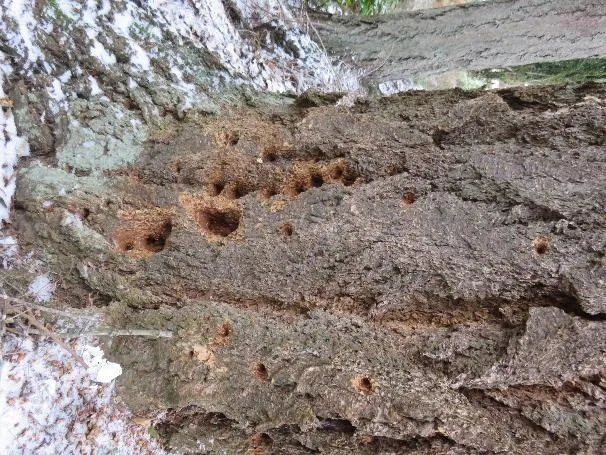 Stem #2 & Trees #3 - #5 and site conditions - view along the top of bank