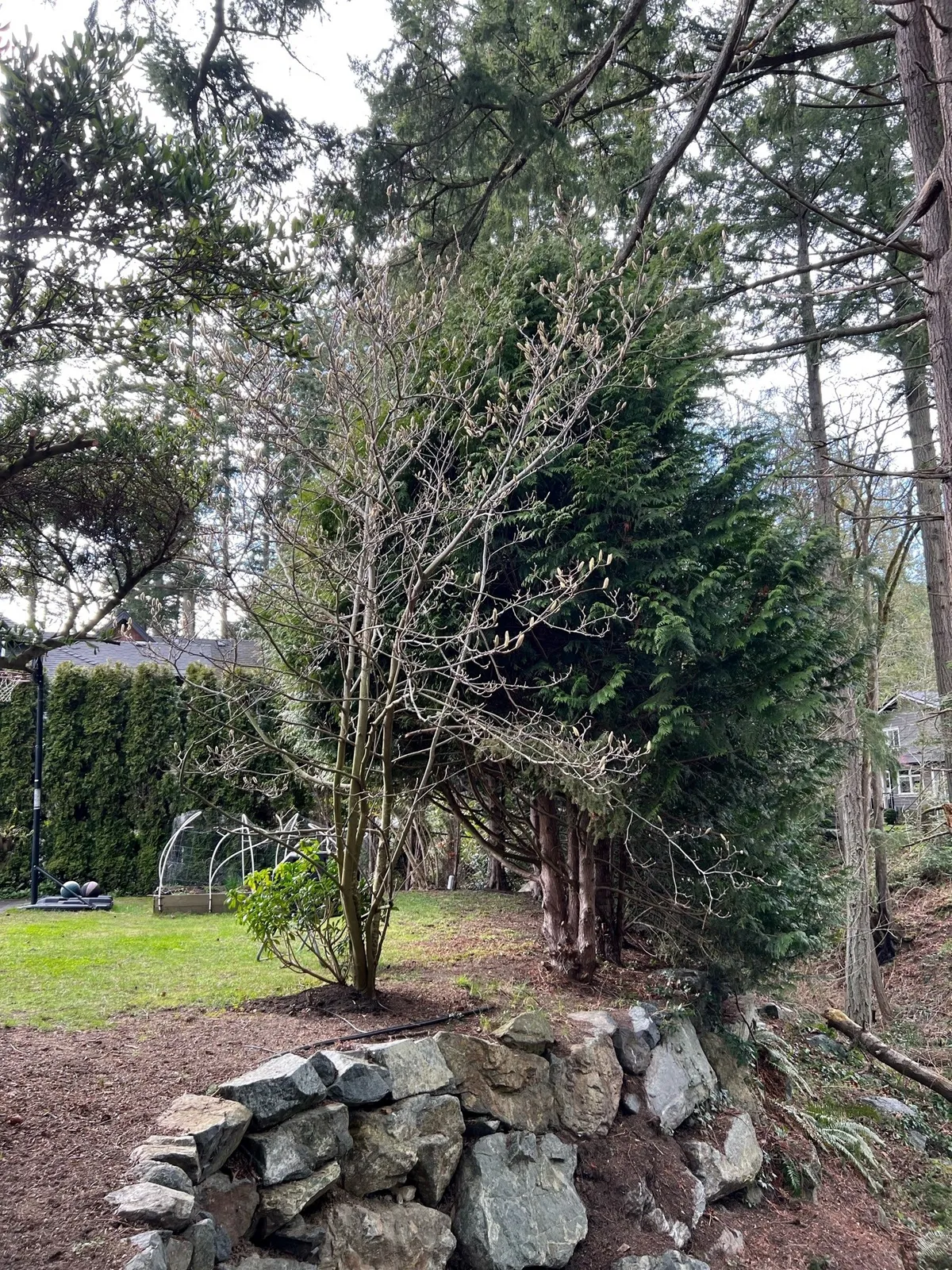 Photo of a yard with a stone retaining wall, a small deciduous tree, and taller evergreens in the background