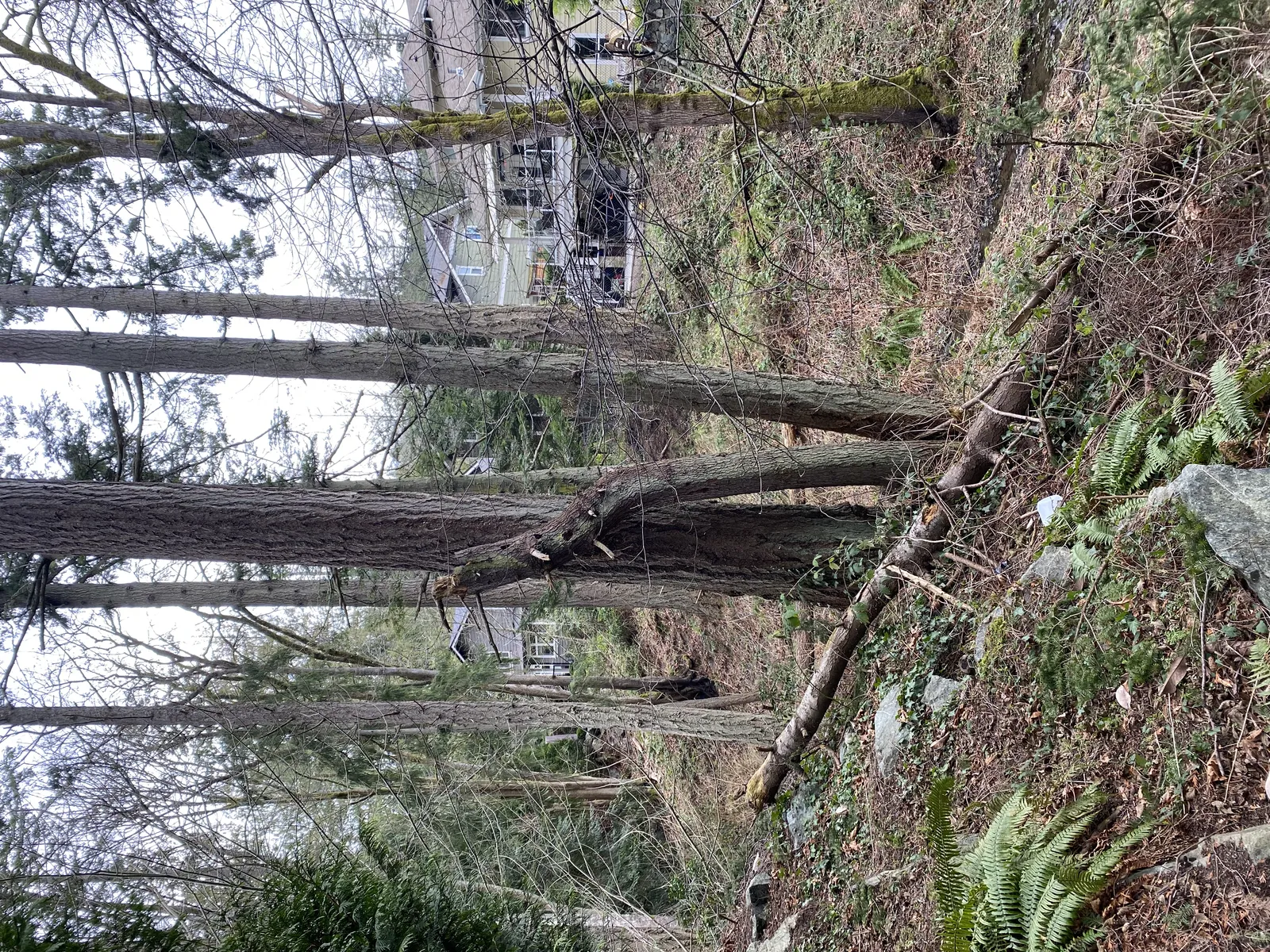 Photo of a wooded area with tall trees and residential houses visible in the background