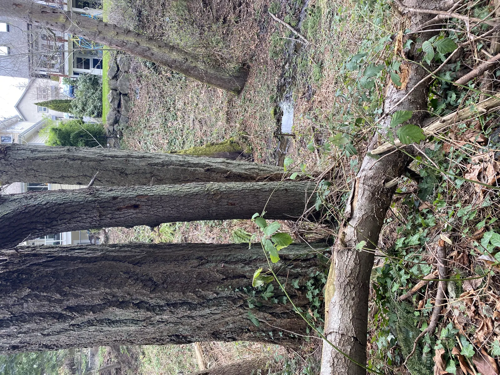 Close-up photo of tree trunks and a fallen log in a wooded area near a small pool of water