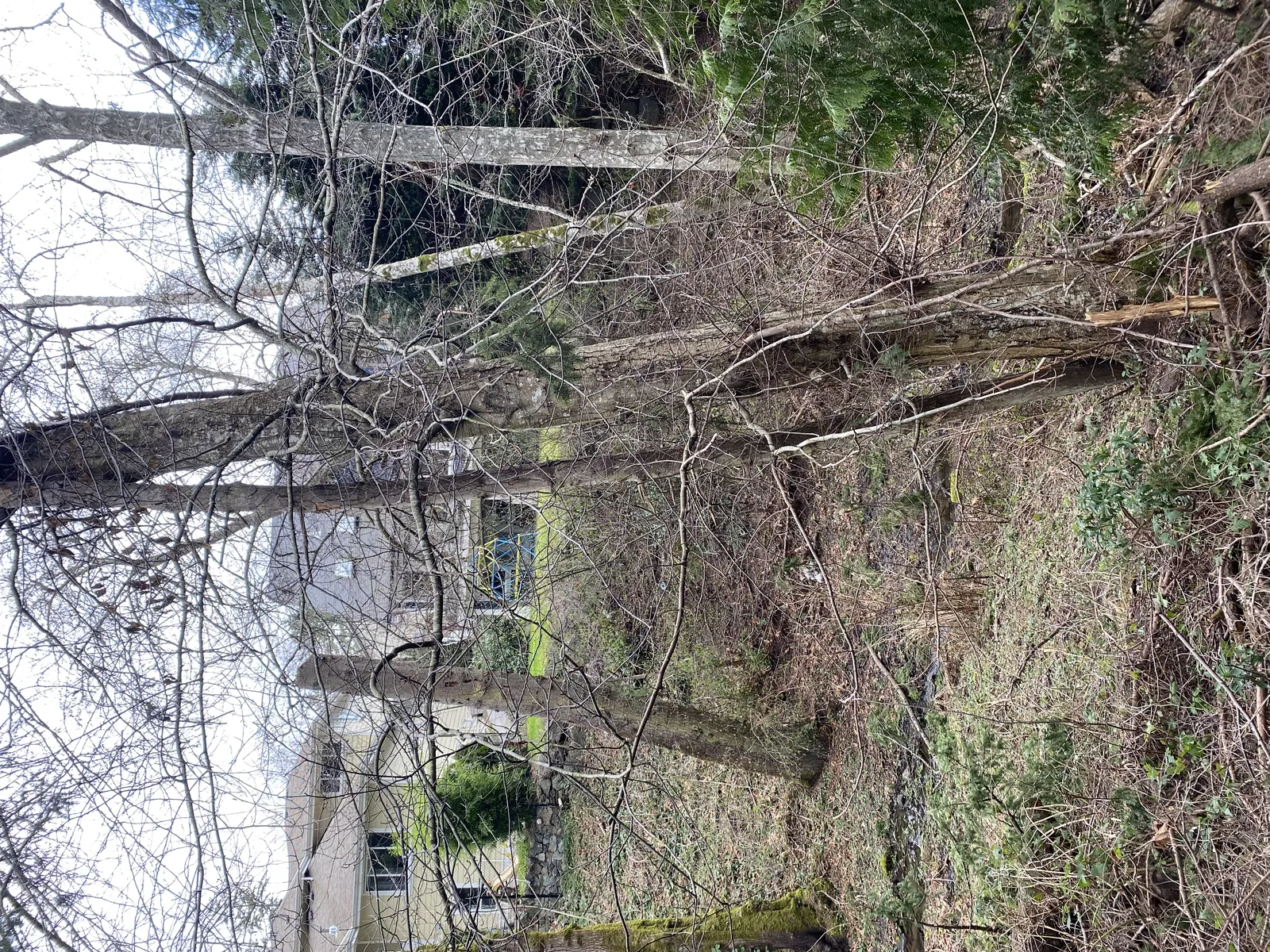 Photo of deciduous trees in a wooded area with a house visible through the branches
