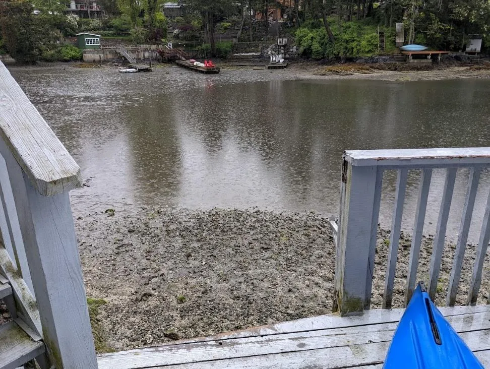 Photo 5. View from landing of foreshore area and muddy substrate below proposed dock location (facing east).
