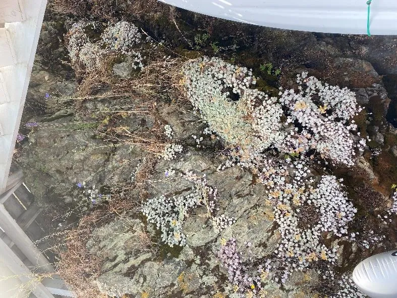 View of vegetation along rocky bluff below landings