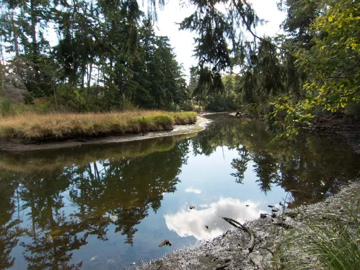 Shoreline of Portage Inlet with lush evergreen trees and calm water