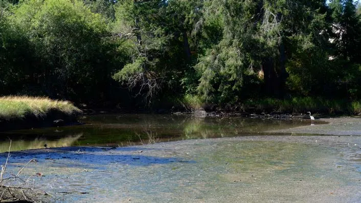 Reflective view of Craigflower Creek water surface with surrounding trees