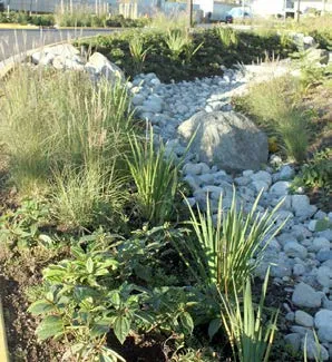Bioswale with rocks and plants