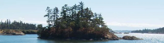 A small forested island in a body of water