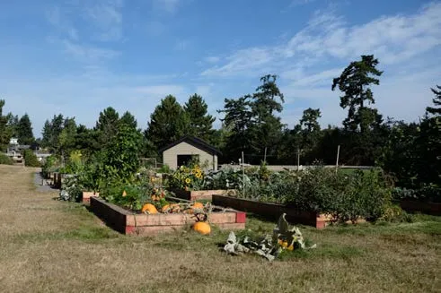 View Royal Park community garden with large pumpkins and wooden garden beds