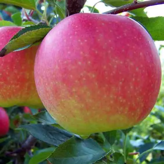 Malus 'Honey Crisp'