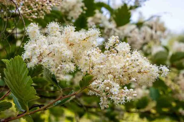 Parkland Pillar White Birch (Betula Platyphylla 'Jefpark')