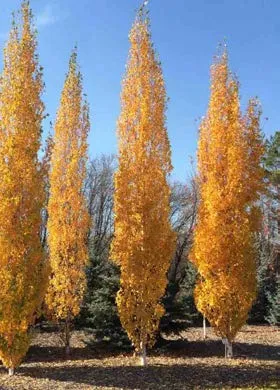 Vine Maple (Acer Circinatum)