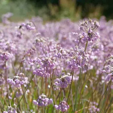 Holodiscus Discolor