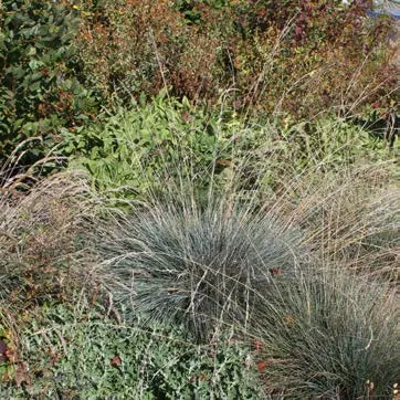 Artemisia Suksdorfii
