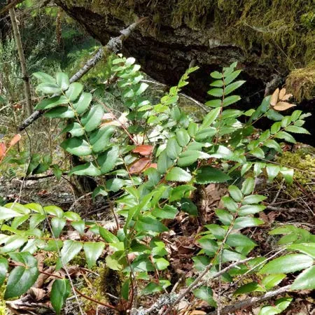 Blechnum Spicant