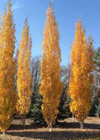 Eriophyllum Lanatum