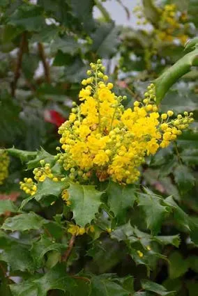 Koeleria Macrantha