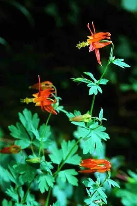Polystichum Munitum