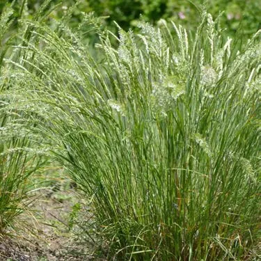 Shore Pine (Pinus Contorta Var. Contorta)