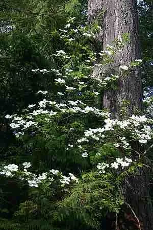 Cornus nuttallii Flower Photo