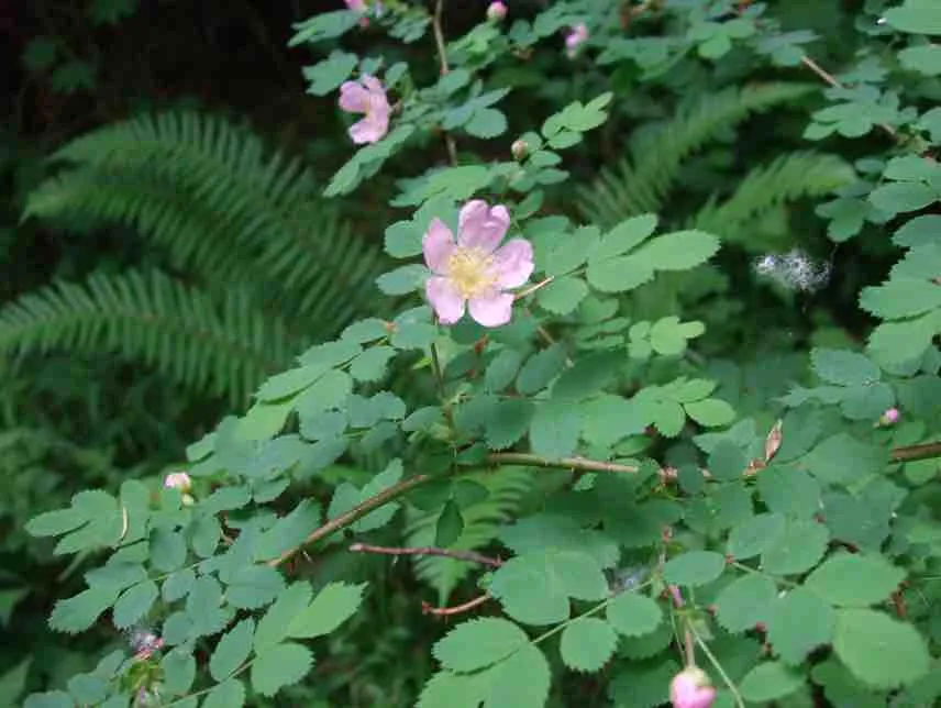 Detailed view of Alnus Rubra foliage