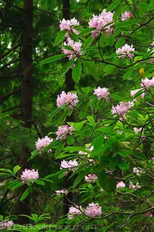 White Anaphalis Margaritacea flowers
