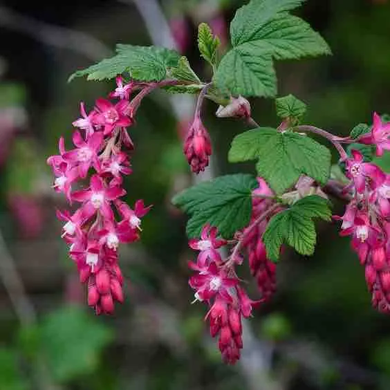 Arctostaphylos Uva-Ursi with small white flowers