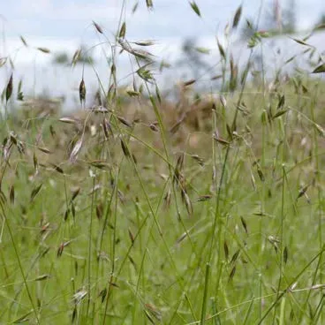 Bromus Vulgaris grass seed heads