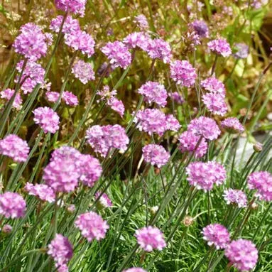 Pink Armeria Maritima flower heads