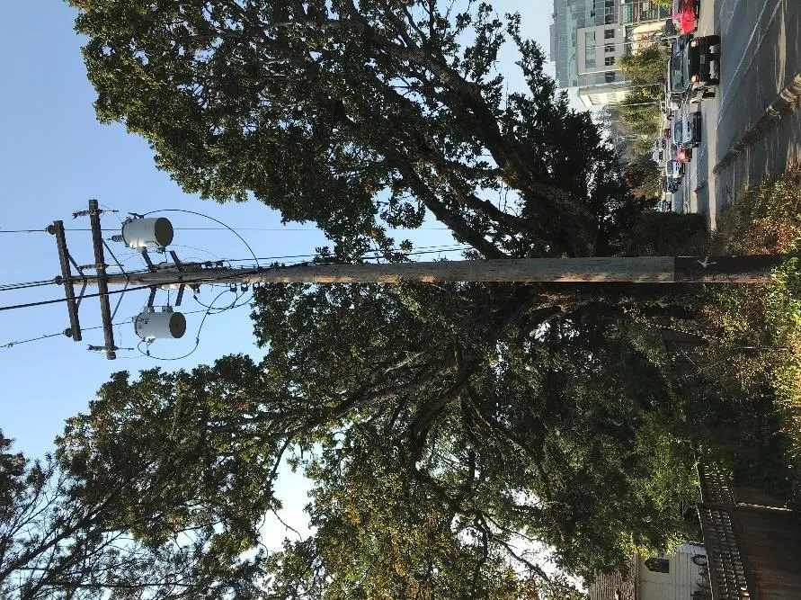 Garry Oak M2 canopy north perspective (upper left)
