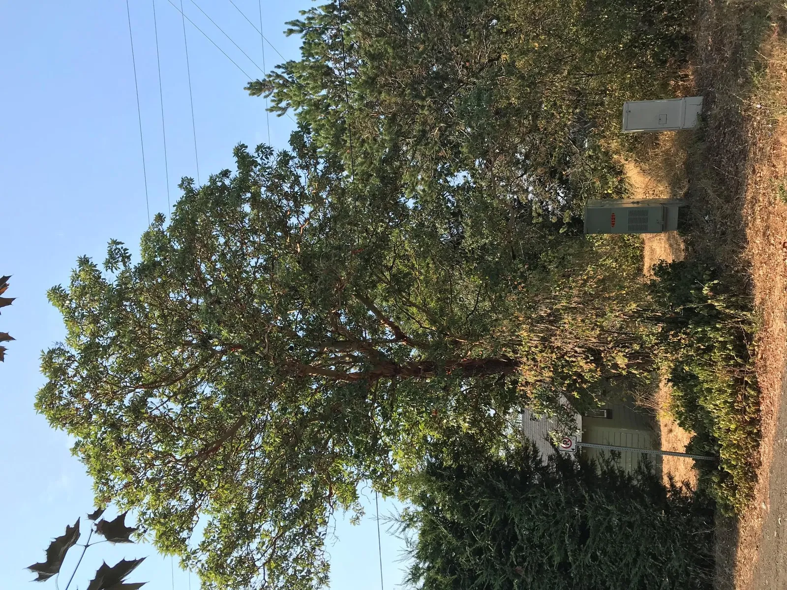 south perspective (lower right) with Douglas-fir #2002 (proposed for removal) in foreground