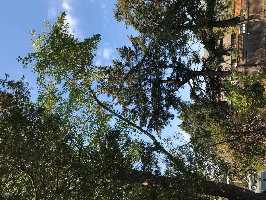 Off-site Tulip Trees OS2 (red arrow) and OS3 (yellow arrow) with extended limb from OS2 likely to require pruning.
