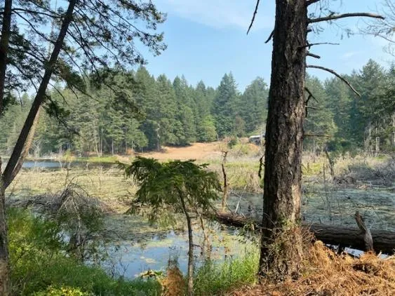 Pike Lake shoreline showing impacts from beaver activity and dead/dying trees