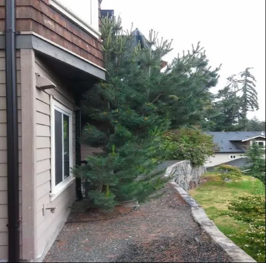 A large pine tree growing in a gravel-covered area between a house and a stone retaining wall.