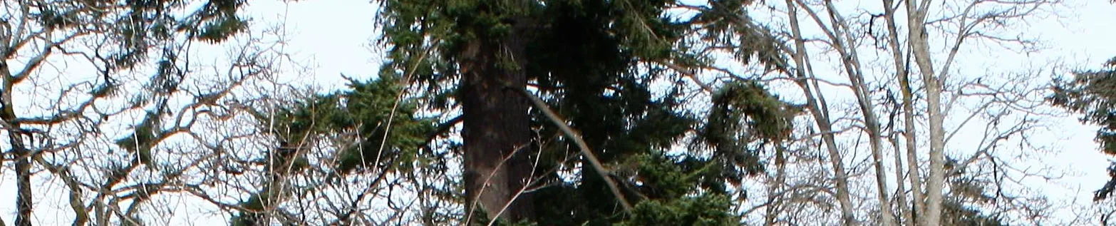 Trees above the stone wall on Island Highway