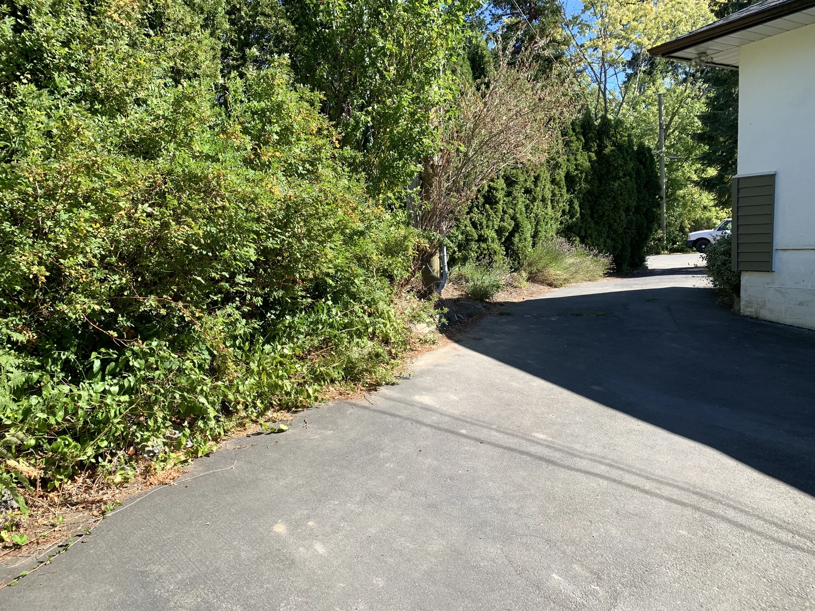 Hedge and mortared rockwall under vegetation next to an asphalt driveway