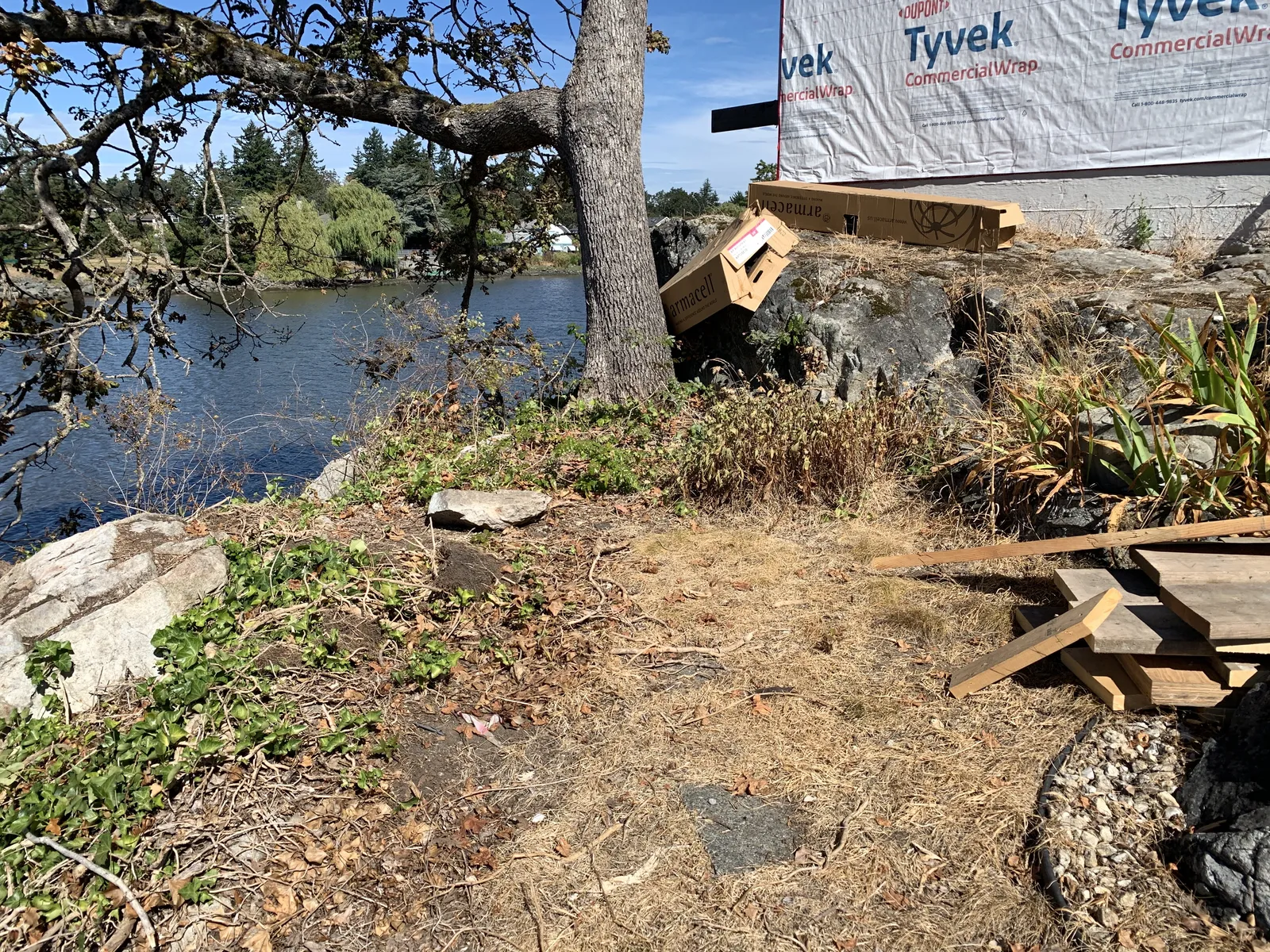 Garry oak tree on a rocky shoreline area with invasive English ivy and construction debris
