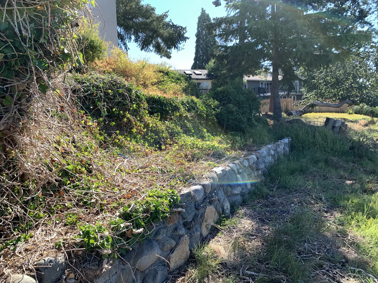 View looking along a mortared stone wall on a slope covered in dense ivy and vegetation