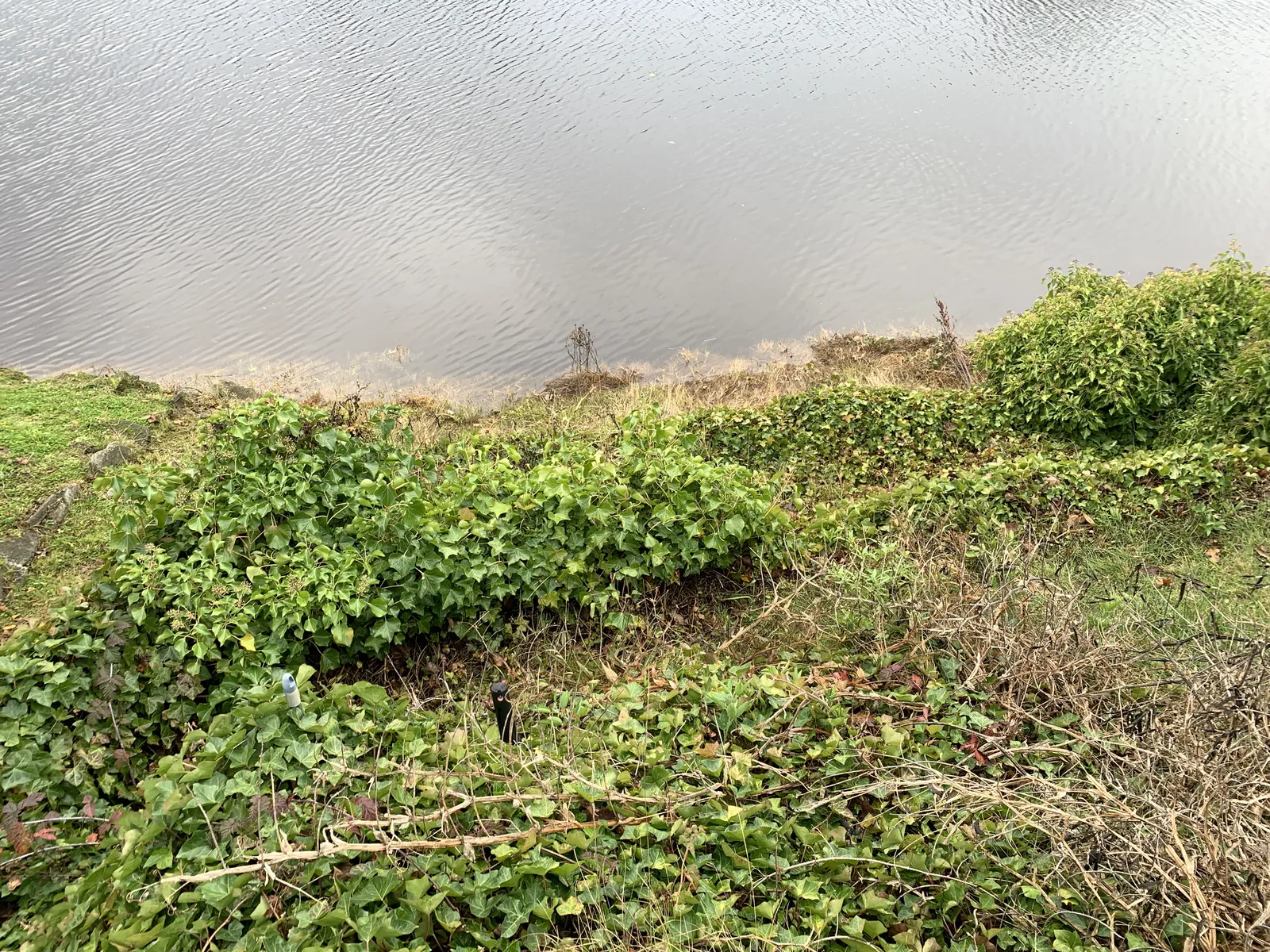 Dense English ivy growing as groundcover along a shoreline