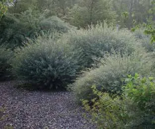 Bushy green shrub