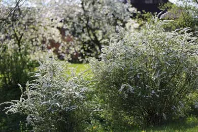 Flowering branch of Saskatoon berry